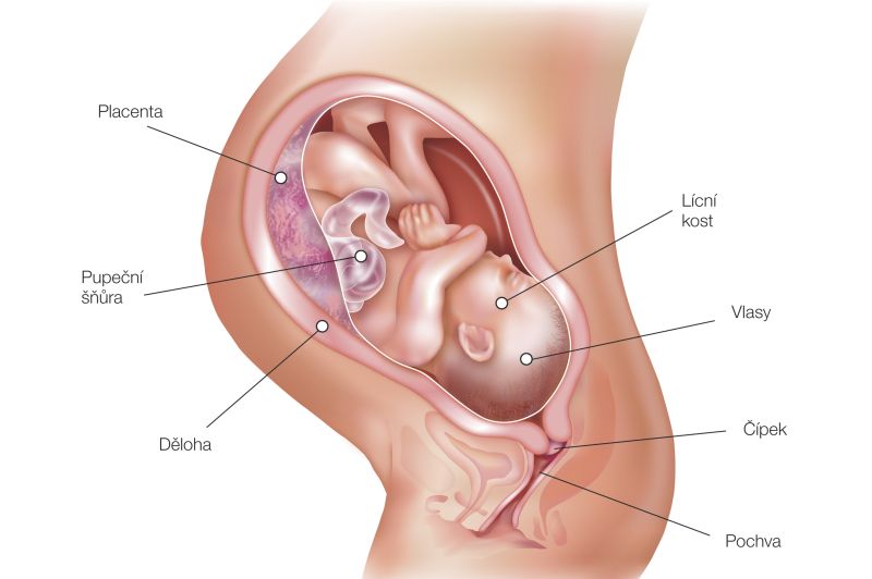 Fotografie (40. týždeň tehotenstva: Vývoj plodu a tehotenské zmeny)